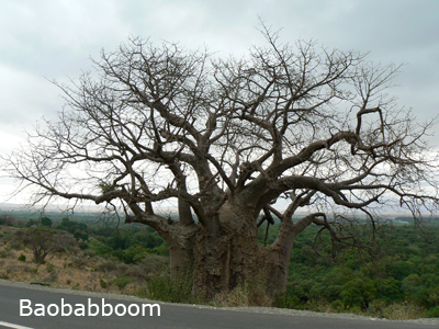 Baobabboom